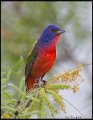 _6SB2696 painted bunting